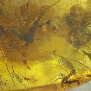 May include: A close-up of a piece of amber with several fossilized insects trapped inside. The insects are mostly brown and black, with some having translucent wings. The amber is a warm yellow colour.