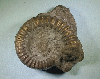Pyritised ammonite fossil - Jurassic coast - Exact piece (68)