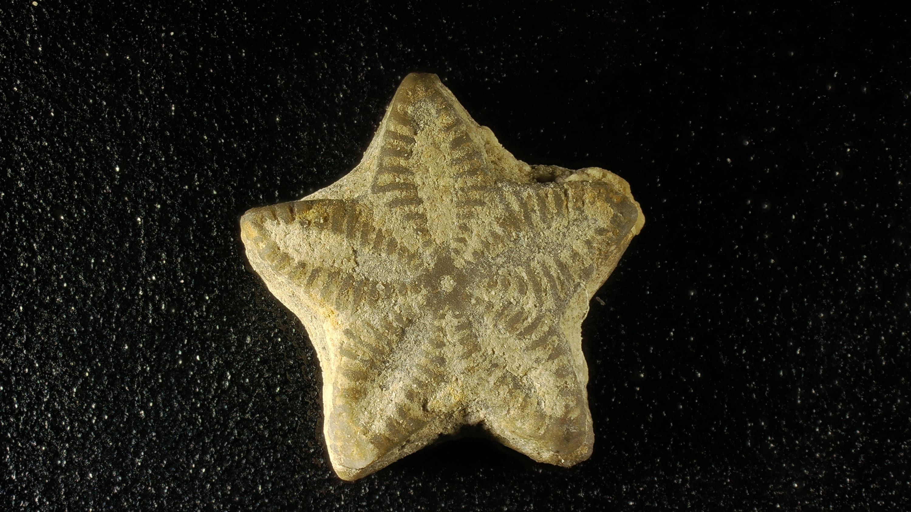 ウミユリの星の化石 - 30 個 - 妖精のコイン - コレクターへの ウミユリの星の化石 - 30 個 - 妖精のコイン - コレクターへの