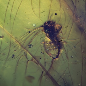 May include: A preserved insect, possibly a fly, trapped in amber. The insect's wings are visible, along with some plant matter. The amber is a translucent yellow-green color.