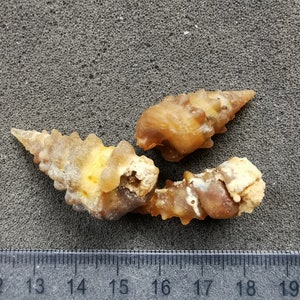 Agatized Spiny Snail Fossil - Morocco - Bag of 3