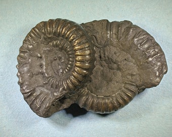 Pyritised ammonite fossil - Jurassic coast - Exact piece (75)