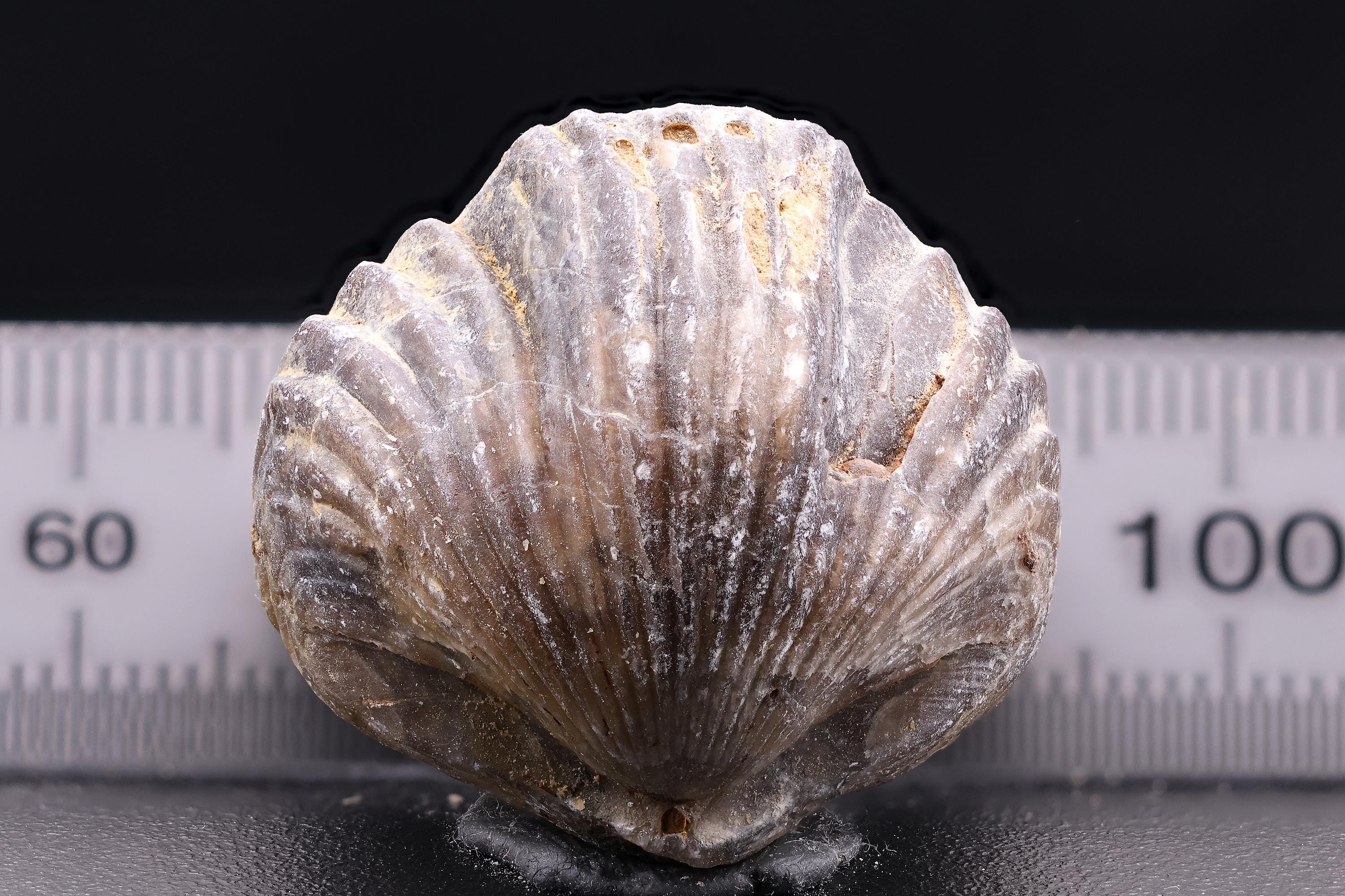 腕足類化石　 3個セット 腕足類化石 3個セット il_fullxfull.6762128838_nl9x.jpg