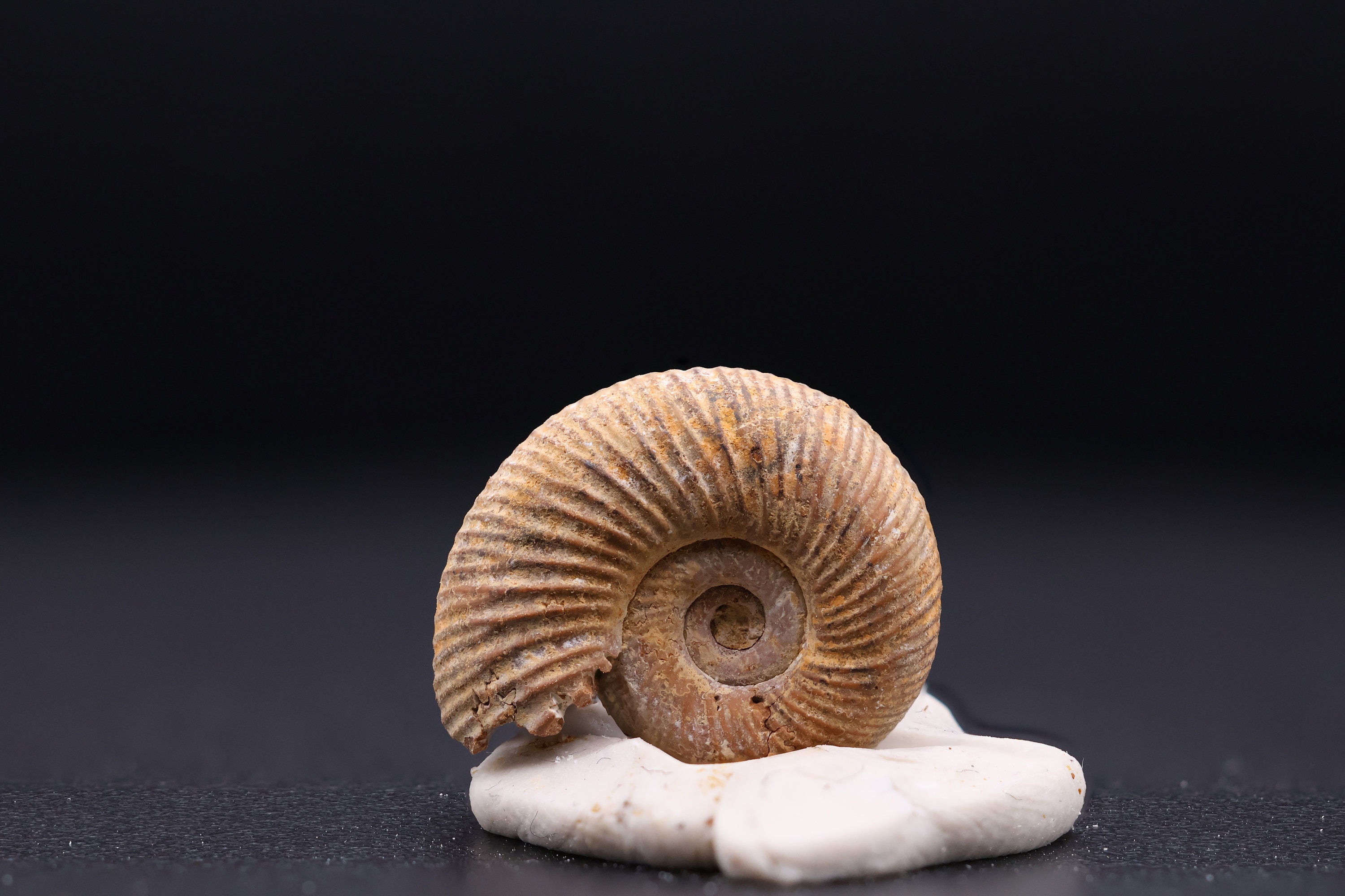 Ammonite Fossile Naturelle – Calycoceras Du Maroc – 11-13 Cm – Idée Cadeau Originale, Décoration Ou Support Pédagogique