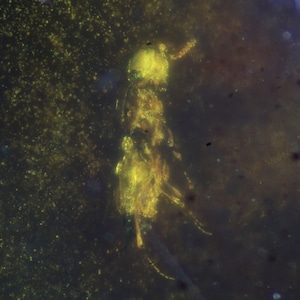 May include: A close-up of a fossilized insect trapped in amber. The insect is yellow and appears to be a wasp or bee. The amber is a dark brown color with a speckled texture.