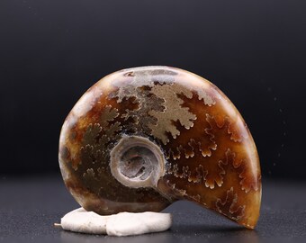 研磨されたアンモナイトの化石：ジュラ紀の縫合パターン