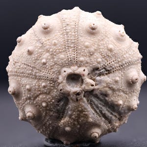 ウミユリの星の化石 - 30 個 - 妖精のコイン - コレクターへの ウミユリの星の化石 - 30 個 - 妖精のコイン - コレクターへの