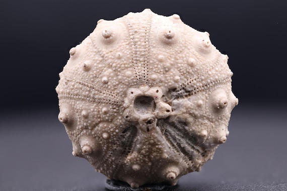 Sea Urchin fossil, smooth/bumpy - Individual pieces