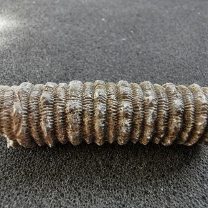 Fósil de tallo de crinoideo con bultos - Bolsa de 15 o más - Gran regalo para coleccionistas