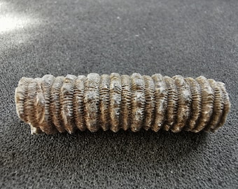 Crinoid stem fossil bumpy - Bag of 15 or more - Great gift for collectors