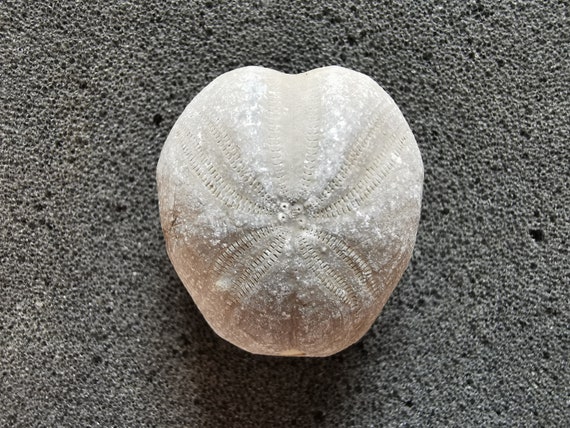 Heart shaped fossil hotsell