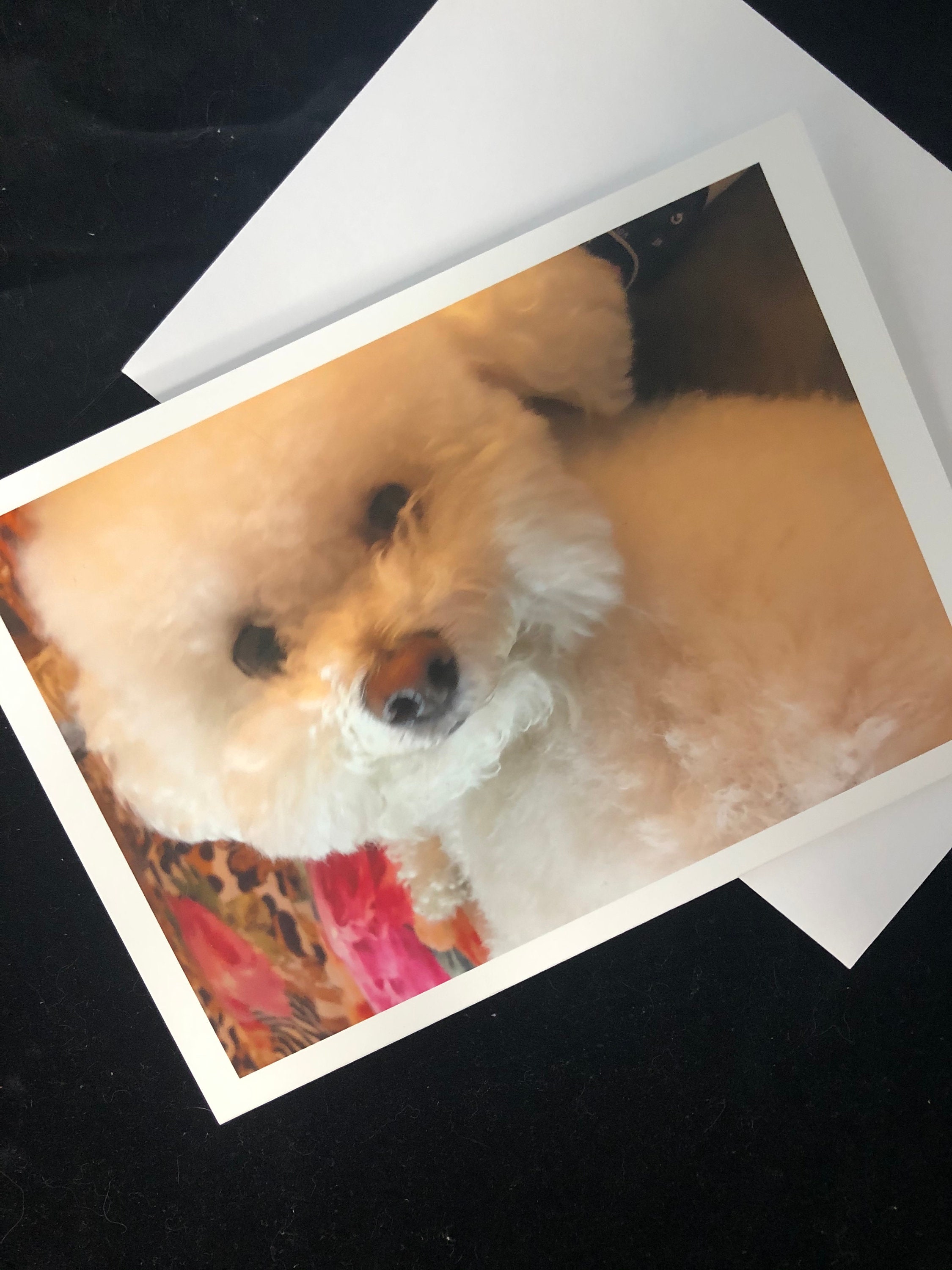 Cutest Dog Greeting Card Cute Animal Card Anima lPhotography Etsy