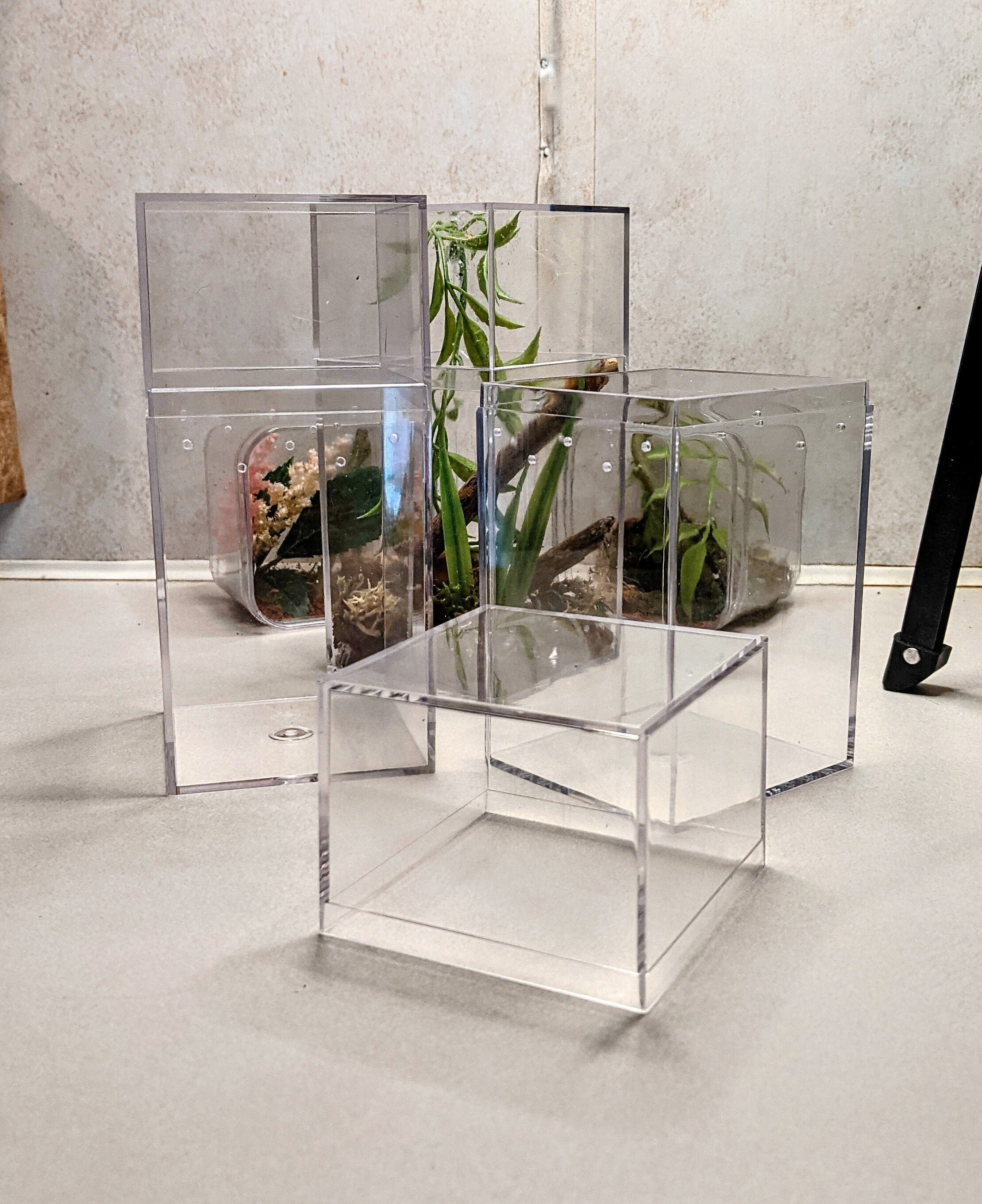 Jumping Spider Enclosure (Medium)
