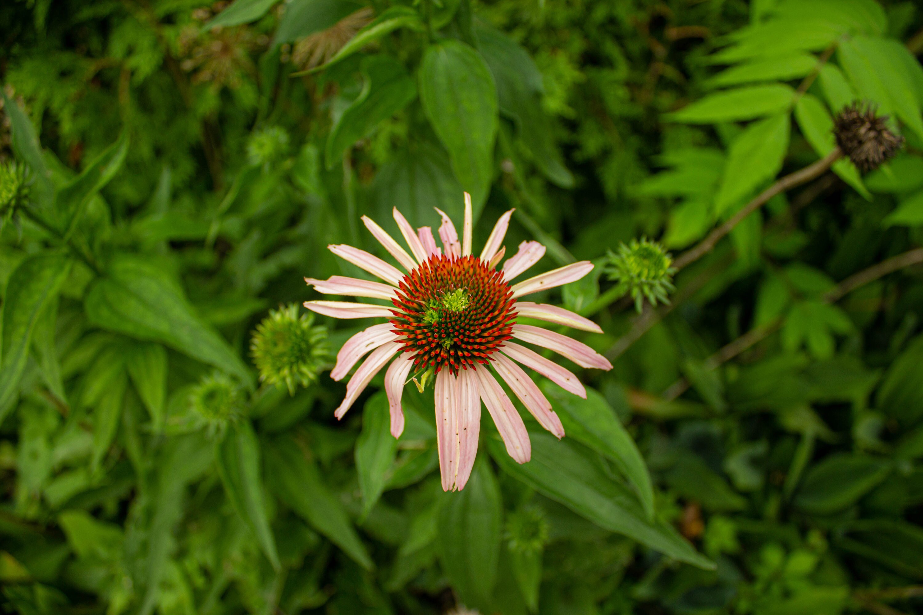 Flora and Fauna Flower Photo Plant Photo Garden Photo Etsy Canada
