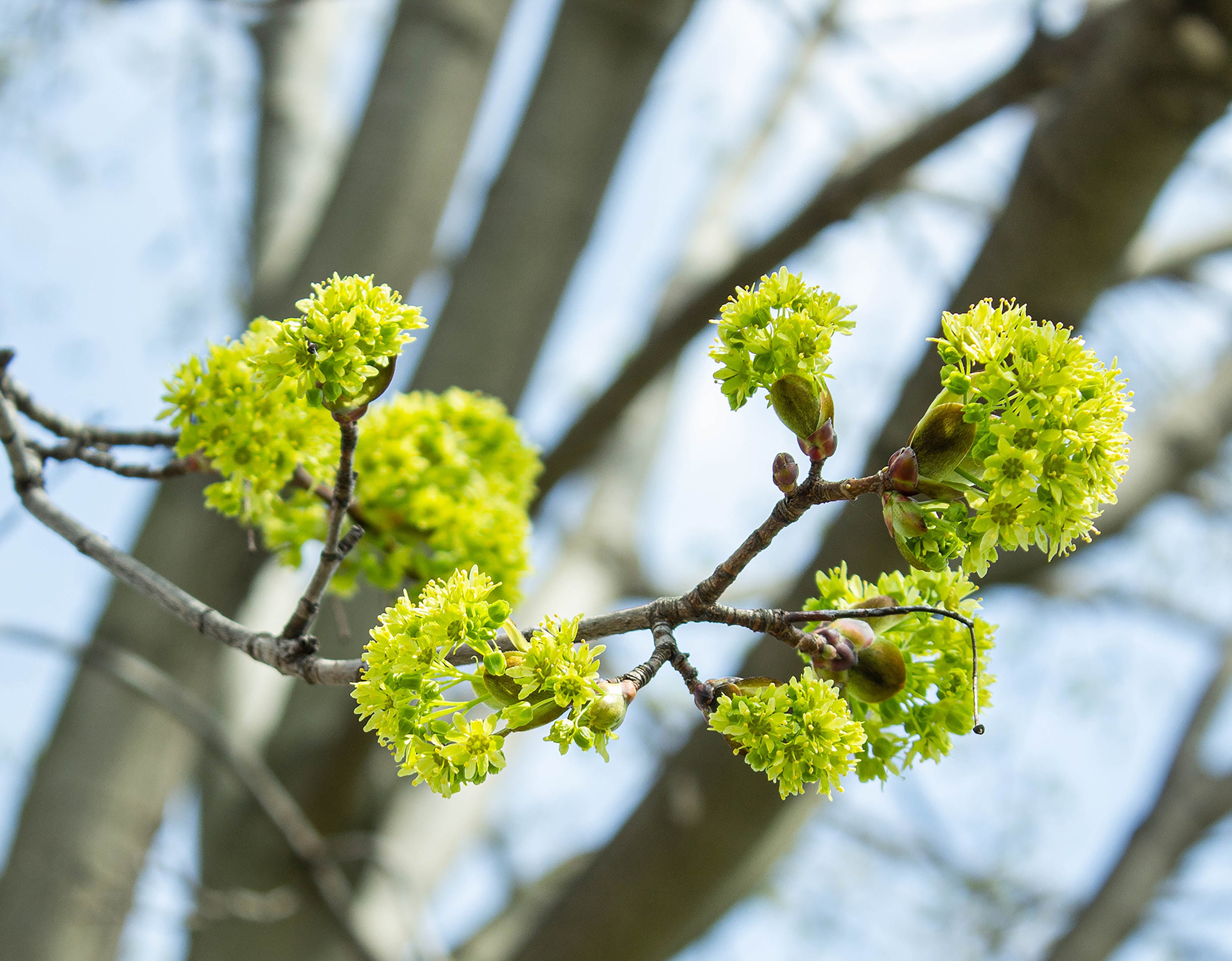 Budding Tree Branches Photo, Budding Branches, Summer Tree Branch Photo