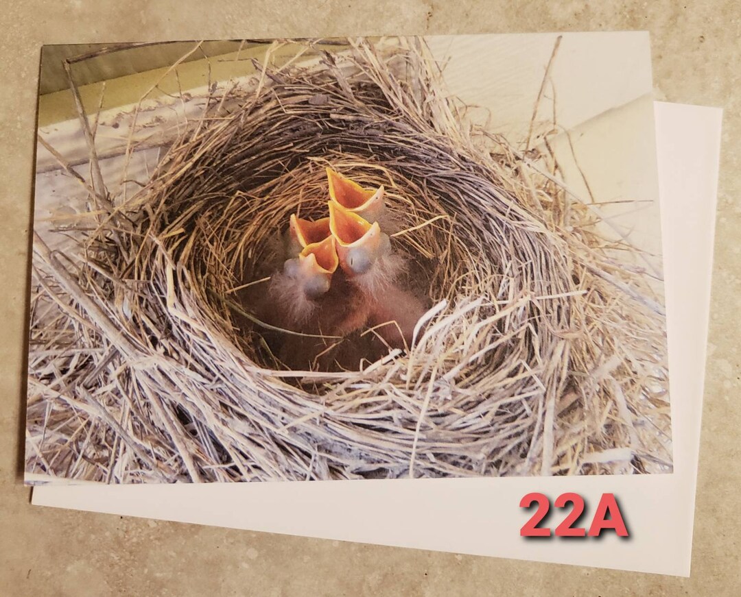 Set of 6, Blank 5x7 Photo Note Cards of Birds, 5x7 Note Cards, Photo ...
