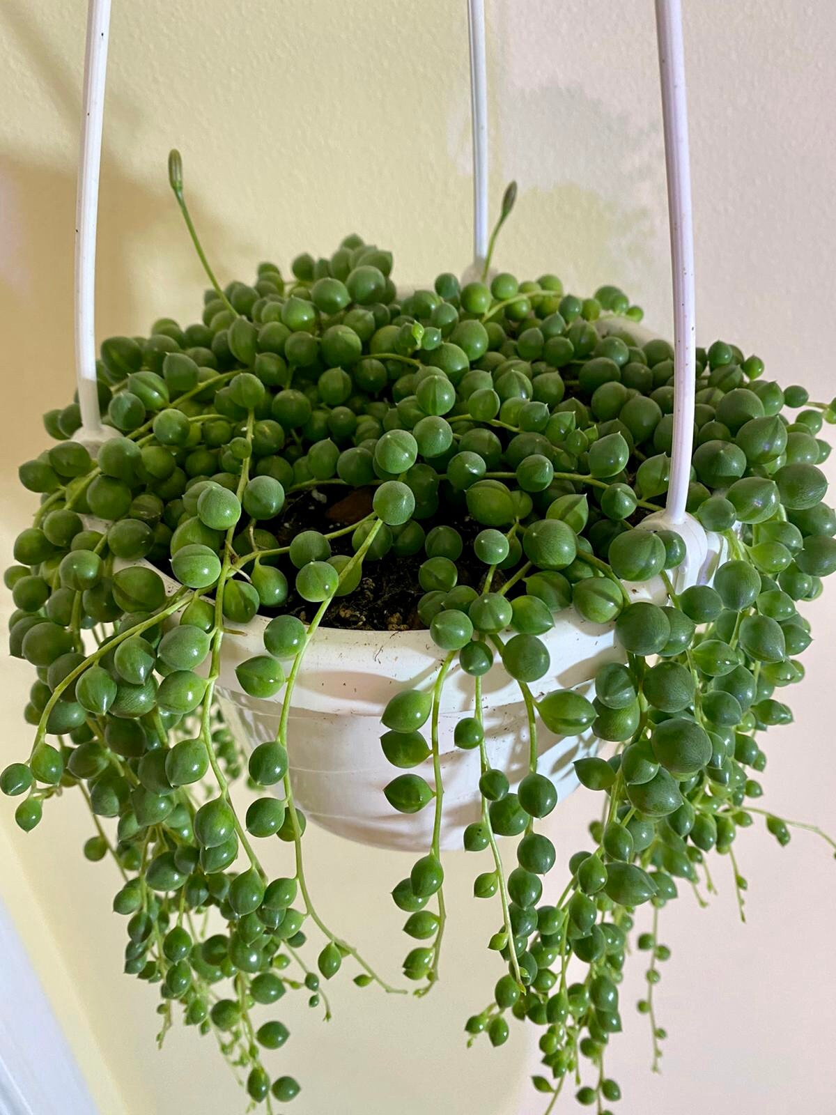 String of Pearls Senecio Rowleyanus Live Succulent Plant