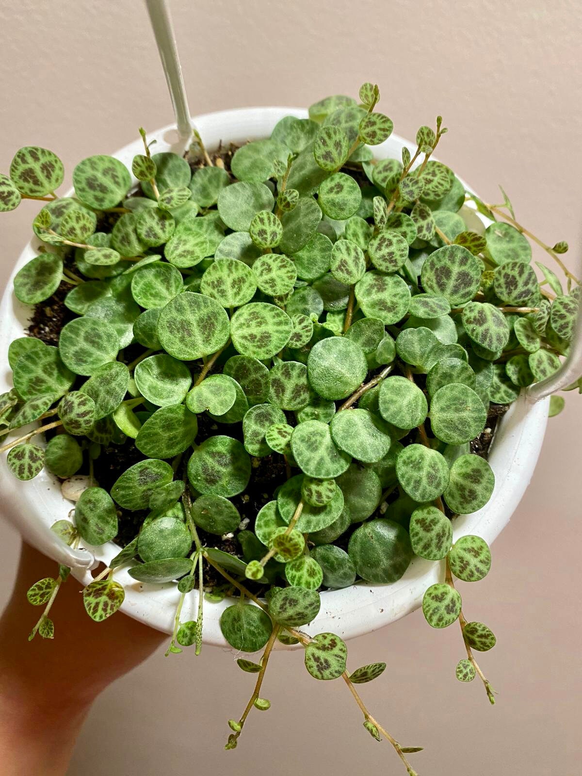 String of Turtles Peperomia Prostrata Plant 4.5 Etsy