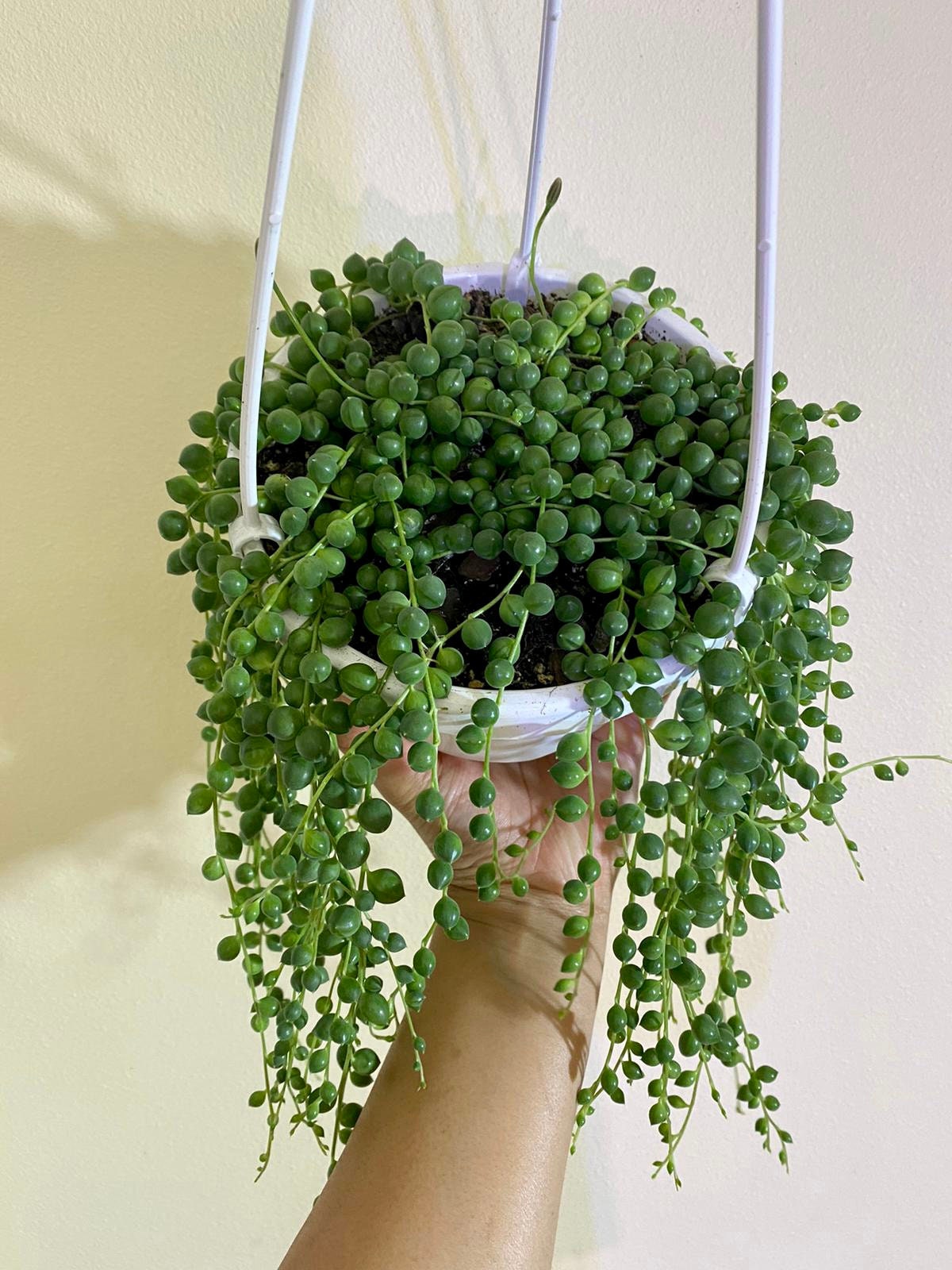 String of Pearls Senecio Rowleyanus Live Succulent Plant