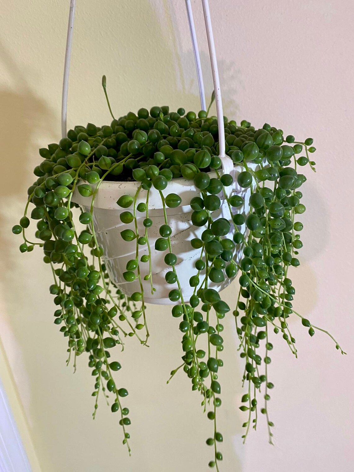 String of Pearls Senecio Rowleyanus Live Succulent Plant
