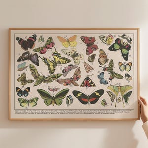 Butterfly Species Chart Poster: Entomology Classroom Wall Art (Digital Download