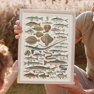 Póster imprimible de identificación de peces: gráfico francés vintage de alta resolución para niños, paredes de educación en casa, pescadores o rincones de aprendizaje en la naturaleza.