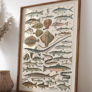 Póster imprimible de pez francés vintage: gráfico de enciclopedia antigua restaurado con IA en alta resolución para pared de galería o decoración costera.