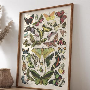 Vintage Butterfly Wall Art – AI-Restored Printable Entomology Chart for Nature Lovers and Retro Gallery Decor