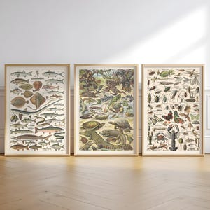 Láminas de naturaleza para pared de galería: pósteres botánicos y zoológicos vintage para interiores eclécticos, cottagecore o de biblioteca