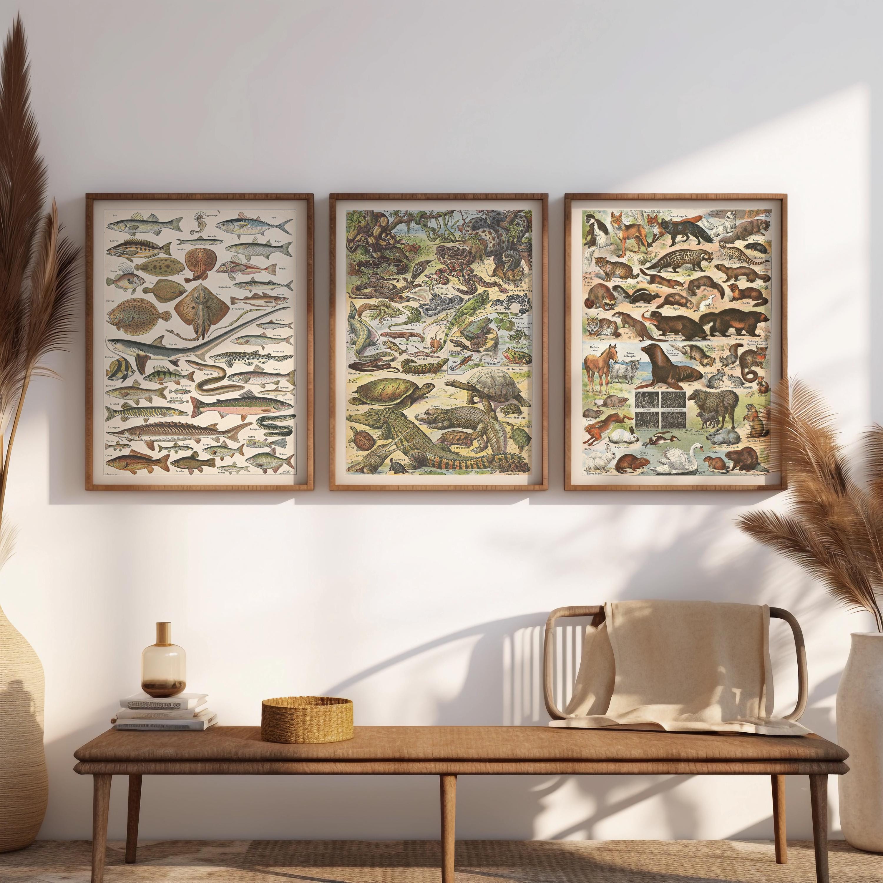 Vintage Animal Science Posters: Homeschool Classroom Decor (digital ...