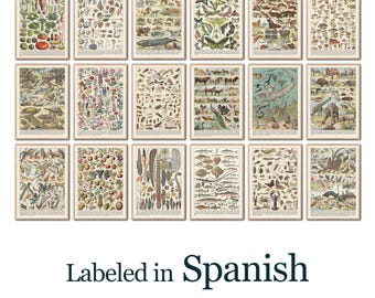 Spanish Insect Posters: Montessori Entomology Prints, Bilingual Learning (Digital Download)