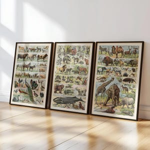 May include: Three framed vintage animal prints. Each print features a detailed illustration of various animals, including mammals, birds, and marine life. The prints are in black frames and are displayed on a wooden floor.