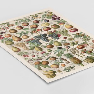 Vintage Obst Poster für Küche oder Esszimmer Wand - druckbare Kulinarische Karte, restauriert in hoher Auflösung für rustikale Bauernhaus Food Dekor