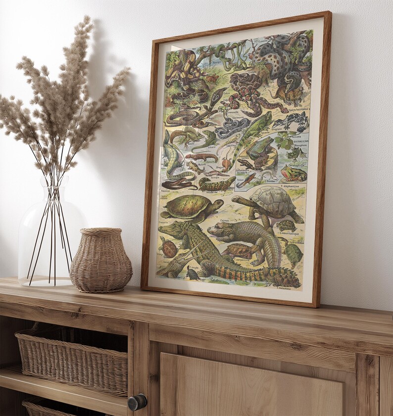 Vintage Animal Science Posters: Homeschool Classroom Decor (digital ...