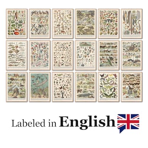 Vintage Biology Posters in English, Science Classroom Wall Art for Middle & High School, Educational Chart Set, Biology Teacher Essentials