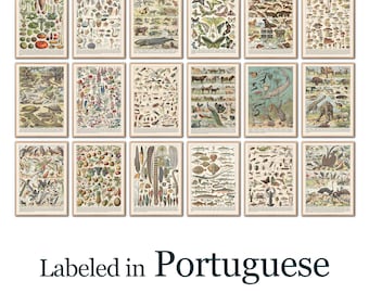 Portuguese Ichthyology Poster Set: Vintage Marine Biology Classroom Decor (Digital Download