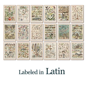 May include: A set of framed botanical and zoological illustrations, labelled in Latin. The prints showcase detailed drawings of plants, insects, animals, and marine life, with a vintage aesthetic. The text "Labeled in Latin" is at the bottom.