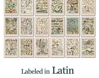 Latin Science Poster Set: Vintage Anatomy & Biology Art (Digital Download)