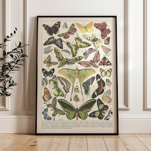 Może przedstawiać: Oprawiony, zabytkowy wydruk przedstawiający szczegółową ilustrację różnych gatunków motyli. Grafika prezentuje różnorodne motyle w różnych kolorach i wzorach, każdy oznaczony numerem i nazwą. Wydruk jest w czarnej ramie.