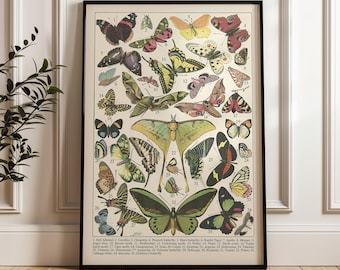 Vintage Butterfly Print: Restored 19th Century Entomology Chart (Digital Download)