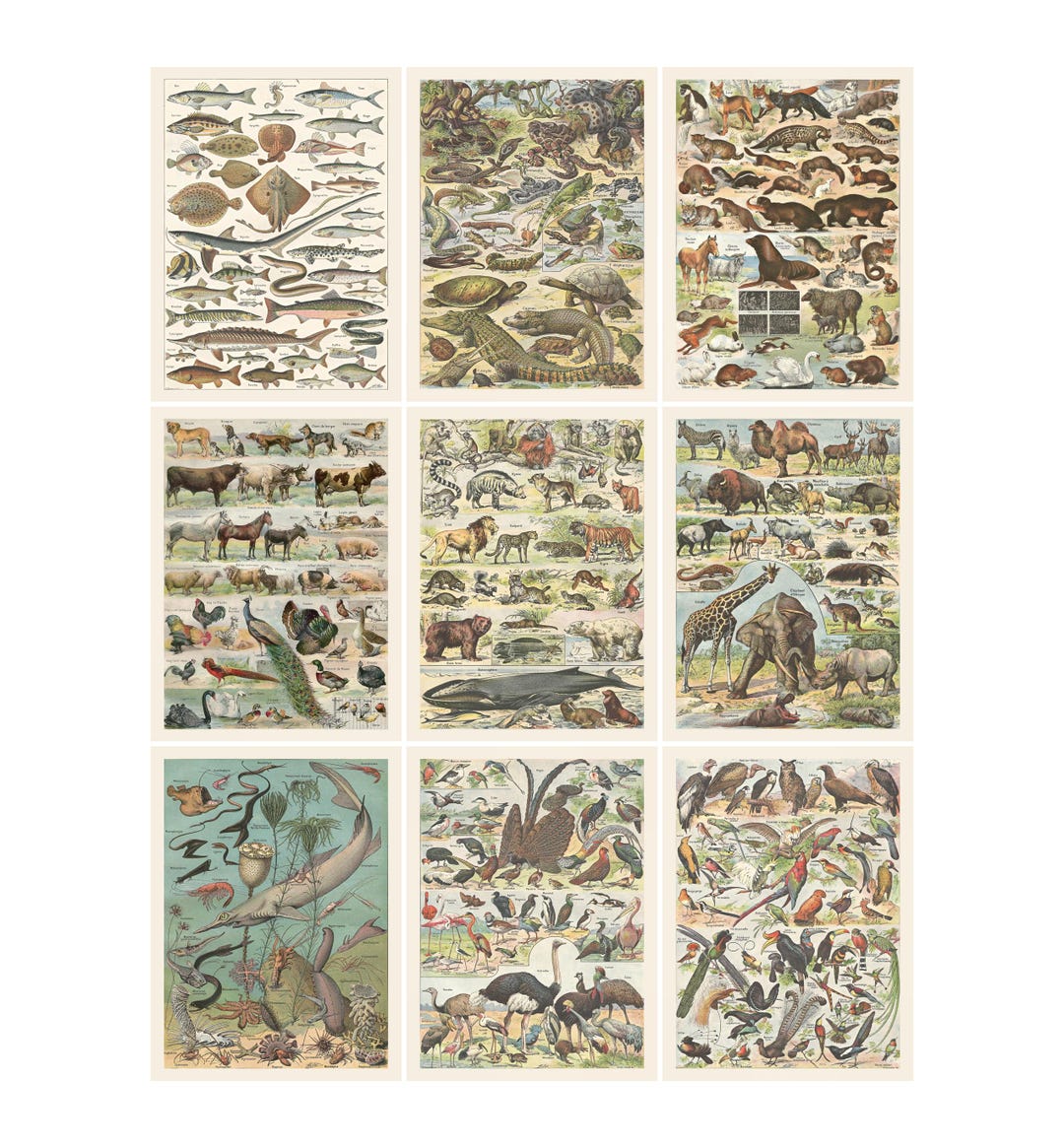 Vintage Animal Science Posters: Homeschool Classroom Decor (digital ...