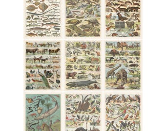 Vintage Animal Science Posters: Homeschool Classroom Decor (Digital Download)