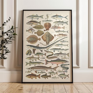 Puede incluir: Una impresión vintage enmarcada que presenta una ilustración detallada de varias especies de peces. La obra de arte muestra una variedad de vida marina, incluyendo tiburones, rayas y numerosos otros peces, todos representados en un estilo clásico y educativo. La impresión está enmarcada en un marco negro.