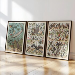 May include: Three framed vintage botanical prints featuring detailed illustrations of various birds and marine life. The prints have a cream-colored background with black frames, leaning against a white wall on a wooden floor.