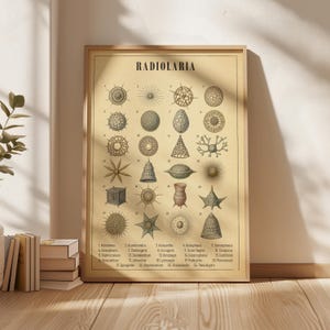 Pode incluir: Um cartaz retangular com o título RADIOLARIA em texto preto, apresentando vinte e quatro ilustrações numeradas e detalhadas de vários microrganismos radiolários em tons de castanho e bege sobre um fundo bege claro.