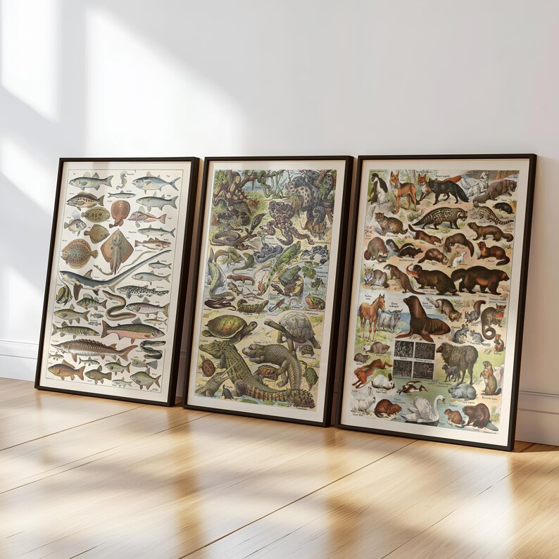 Vintage Animal Science Posters: Homeschool Classroom Decor (digital ...