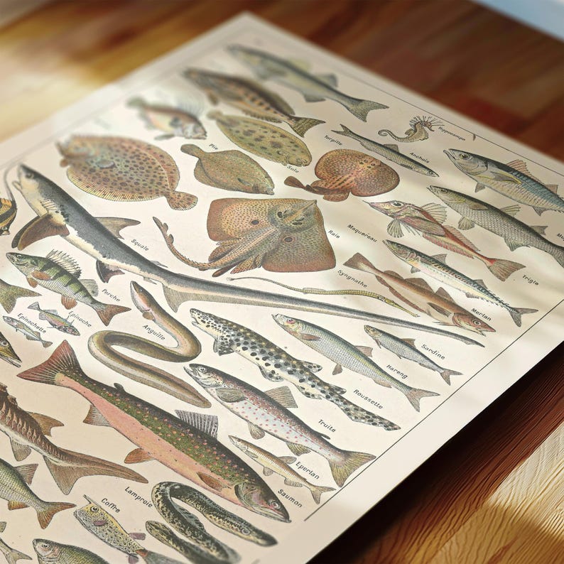 Vintage Animal Science Posters: Homeschool Classroom Decor (digital ...