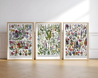 Vintage Botanical Wall Art Set of 5, Colorful Plant Illustration Prints, Educational Chart Poster, Spring Nature Decor Download