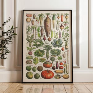 Op de afbeelding: Een ingelijste vintage botanische print met een verscheidenheid aan kleurrijke groenten. De print bevat illustraties van wortelgroenten, bladgroenten en diverse vruchten, allemaal gerangschikt in een gedetailleerde en educatieve lay-out. De lijst is zwart.