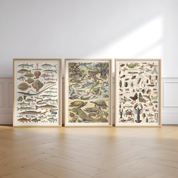 Vintage Animal Print Set: Restored Natural History Art (Digital Download)